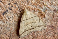 Herminia grisealis - Small Fan-foot, Austerfield.