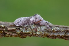 Calliteara pudibunda - Pale Tussock, (male), Woodside Nurseries, Austerfield.