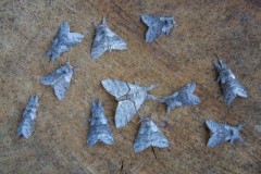 Calliteara pudibunda - Pale Tussock, (males surrounding a single female), Woodside Nurseries, Austerfield.