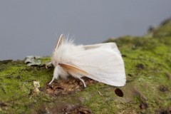 Euproctis chrysorrhoea - Brown-tail, Woodside Nurseries, Austerfield.