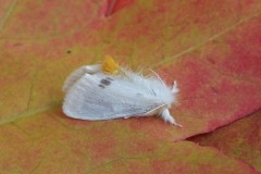 Euproctis similis - Yellow-tail, Woodside Nurseries, Austerfield.