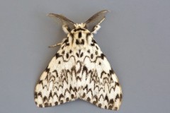 Lymantria monacha - Black Arches, Woodside Nurseries, Austerfield.