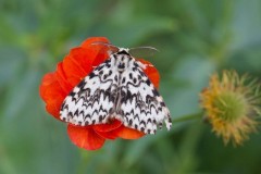 Lymantria monacha - Black Arches, Woodside Nurseries, Austerfield.