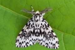 Lymantria monacha - Black Arches, Woodside Nurseries, Austerfield.