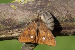 Orgyia antiqua - The Vapourer, Male and flightless female, mating pair), Woodside Nurseries, Austerfield.