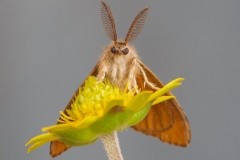 Orgyia antiqua - The Vapourer, Woodside Nurseries, Austerfield.