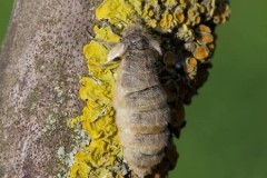 Orgyia antiqua - The Vapourer (female), Woodside Nurseries, Austerfield.