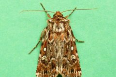 Lycophotia porphyrea - True Lover's Knot - Kirk Smeaton