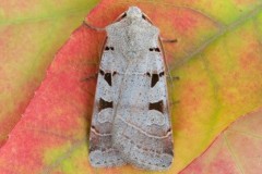 Eugnorisma glareosa - Autumnal Rustic, Austerfield.
