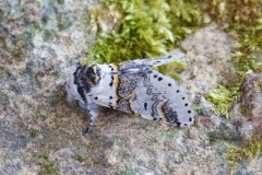 Furcula furcula - Sallow Kitten, Woodside Nurseries, Austerfield.
