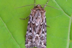 Lycophotia porphyrea - True Lover’s Knot, Austerfield.