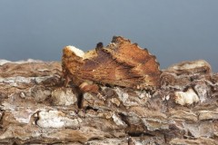 Ptilodon capucina - Coxcomb Prominent, Woodside Nurseries, Austerfield.