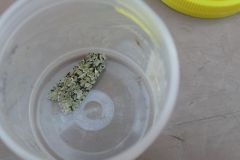 Merveille du jour, caught by James Hinchcliffe near Thorne Moors 2018. 
