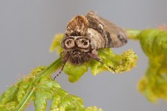 Abrostola tripartita - The Spectacle, Austerfield.