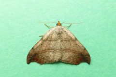 Laspeyria flexula - Beautiful Hook-tip - Kirk Smeaton