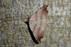 Laspeyria flexula - Beautiful Hook-tip - Brockadale-NR
