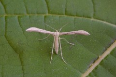 Hellinsia carphodactyla - Citron Plume, Austerfield.