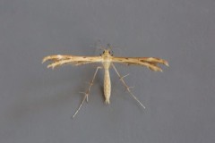 Crombrugghia laetus - Scarce Light Plume, Austerfield.