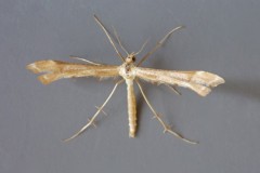 Gillmeria ochrodactyla - Tansy Plume, Austerfield.