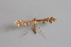 Capperia britanniodactylus - Wood Sage Plume, Austerfield.