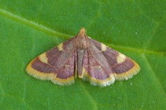 Hypsopygia costalis - Gold Triangle, Austerfield.