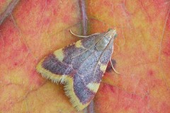 Hypsopygia costalis - Gold Triangle, Austerfield.