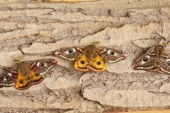 Saturnia pavonia - Emperor Moth, Austerfield.