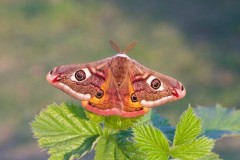 Saturnia pavonia - Emperor Moth, Austerfield.