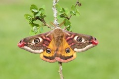 Saturnia pavonia - Emperor Moth (male), Austerfield.
