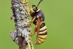Sesia bembeciformis - Lunar Hornet Moth, usterfield.