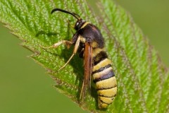 Sesia bembeciformis - Lunar Hornet Moth, Austerfield.