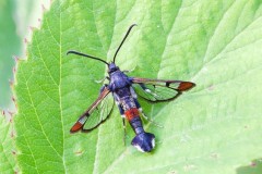 Synanthedon formicaeformis - Red-tipped Clearwing, Austerfield.