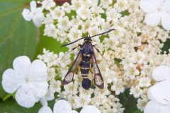 Synanthedon vespiformis - Yellow-legged Clearwing, Austerfield.