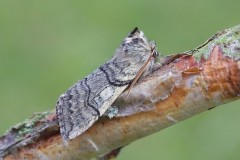 Achlya flavicornis - Yellow Horned, Woodside Nurseries, Austerfield.