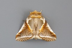 Habrosyne pyritoides - Buff Arches, Woodside Nurseries, Austerfield.
