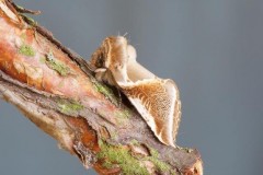Habrosyne pyritoides - Buff Arches, Woodside Nurseries, Austerfield.
