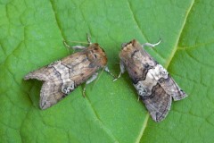 Tethea ocularis - Figure of Eighty, Woodside Nurseries, Austerfield.