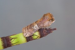Tethea ocularis - Figure of Eighty, Woodside Nurseries, Austerfield.