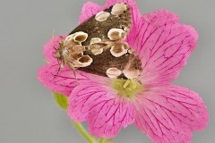 Thyatira batis - Peach Blossom, Woodside Nurseries, Austerfield.