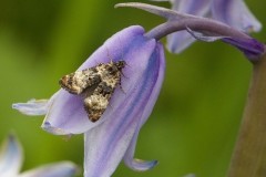 Hysterophora maculosana - Bluebell Conch, Austerfield.
