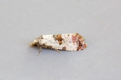 Cochylis hybridella, Austerfield.
