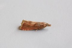 Dichrorampha acuminatana, Austerfield.