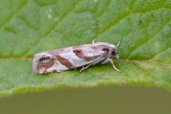 Eucosma pupillana, Austerfield.