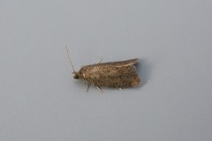 Neosphaleroptera nubilana, Austerfield.