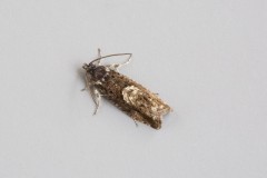 Pammene giganteana, Austerfield.