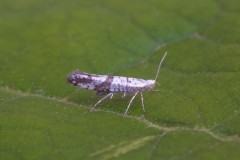 Argyresthia curvella, Austerfield.