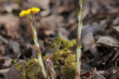 Colt's Foot - Tussilago farfara