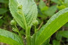Dog Mercury (Female Flowers) - Mercurialis perennis