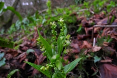 Dog Mercury (Male Flowers) - Mercurialis perennis