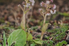 Winter Heliotrope - Petasites fragrans